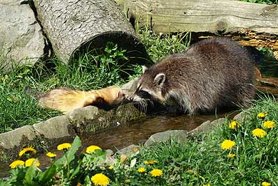 Aachener Zoo Aachener-Zoo-Waschbaer-und-Fretchen-001